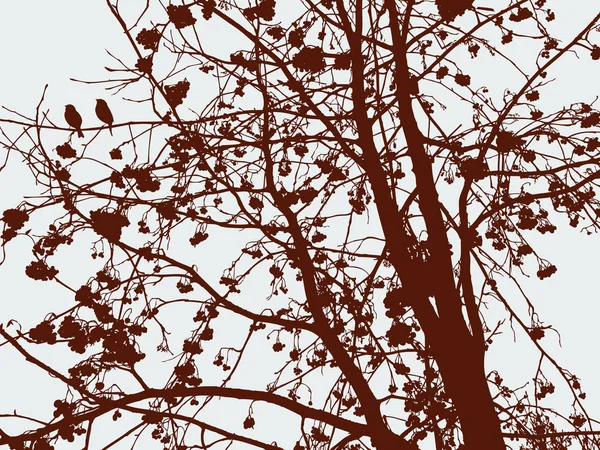 Silhouette Eines Vogelbeerbaums Der Kalten Jahreszeit — Stockvektor
