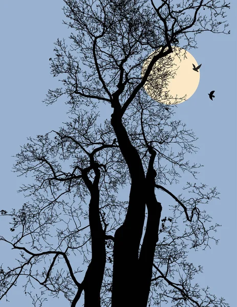 Силуэты Деревьев Ночном Лесу — стоковый вектор