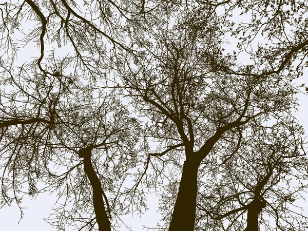Silhouettes Arbres Dans Une Forêt Hiver — Image vectorielle