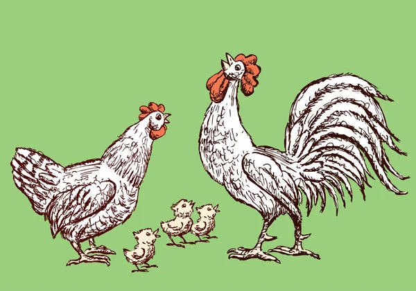 Skisser Höna Kuk Och Kycklingar — Stock vektor