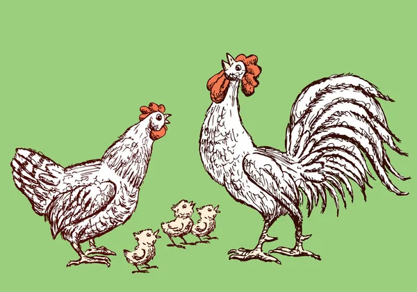 Schizzi Gallina Gallo Polli — Vettoriale Stock