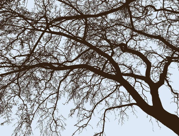 Les Branches Arbre Feuilles Caduques Hiver — Image vectorielle