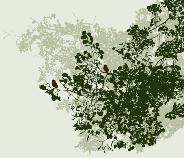 Yaz aylarında ıhlamur ağaçlarının dalları