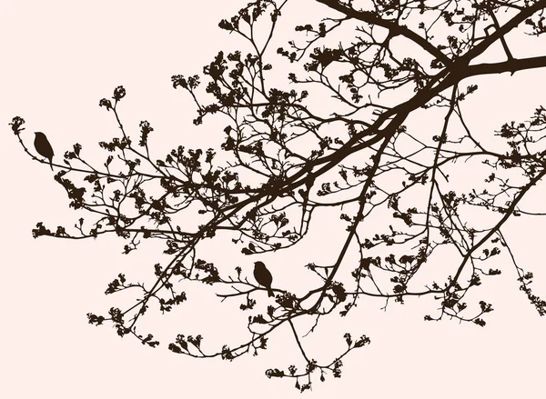 Silhouette Des Branches Arbre Fleurs Printemps — Image vectorielle