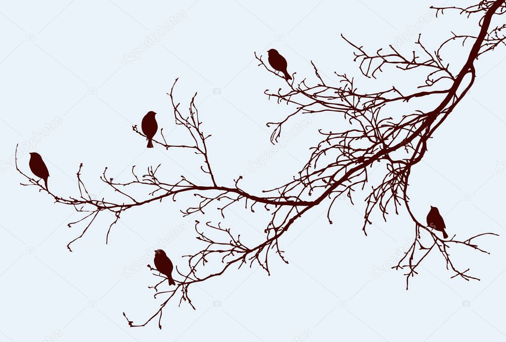 Silhouettes of the sparrows on the tree branches