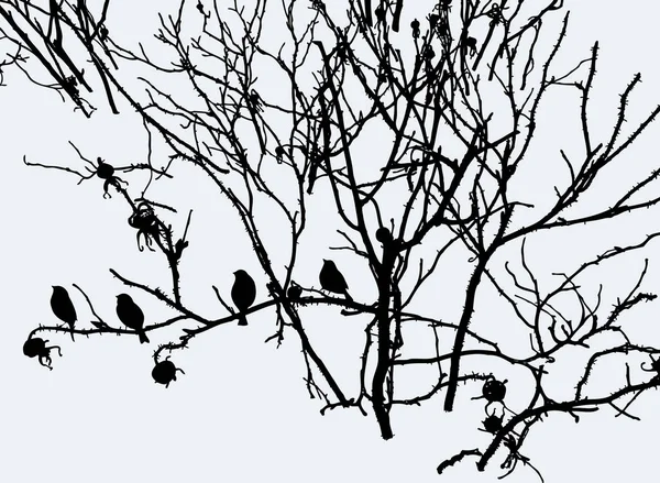 Wektorowy Wizerunek Ptaków Sylwetki Siedzące Gałęziach Dzikiej Róży Zimie — Wektor stockowy