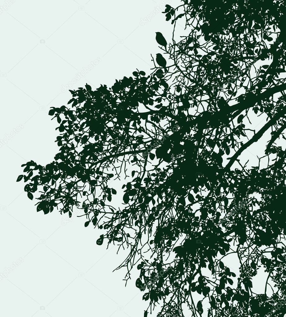 Vector image of branches silhouettes of deciduous tree in summer