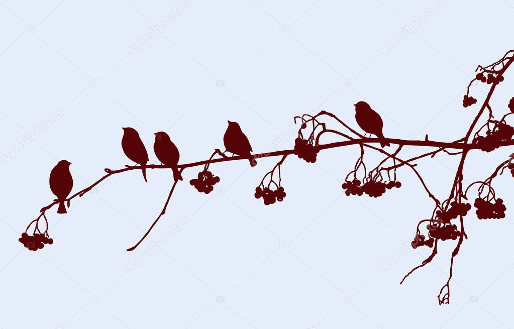 Vector image of silhouettes of birds sitting on rowan branch in winter