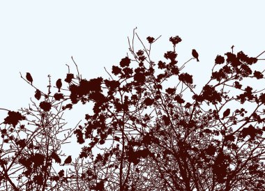 Sonbahar mevsiminde Rowan şubelerinin siluetlerinin vektör görüntüsü