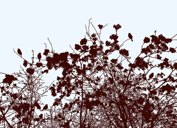 Image Vectorielle Des Silhouettes Des Branches Rowan Automne — Image vectorielle