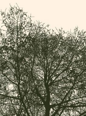 Kışın ormandaki yaprak döken ağaç siluetinin vektör görüntüsü