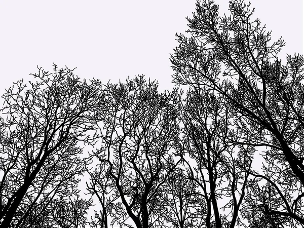 Image Vectorielle Silhouettes Arbres Feuilles Caduques Forêt Hivernale — Image vectorielle