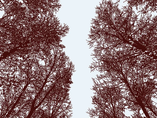 의나무 실루엣 원추형 — 스톡 벡터