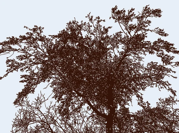 Imagem Vetorial Árvore Caduca Silhueta Jardim Outono — Vetor de Stock