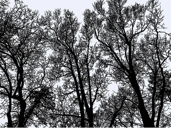 Vektorový Obraz Siluet Stromů Zimním Lese — Stockový vektor