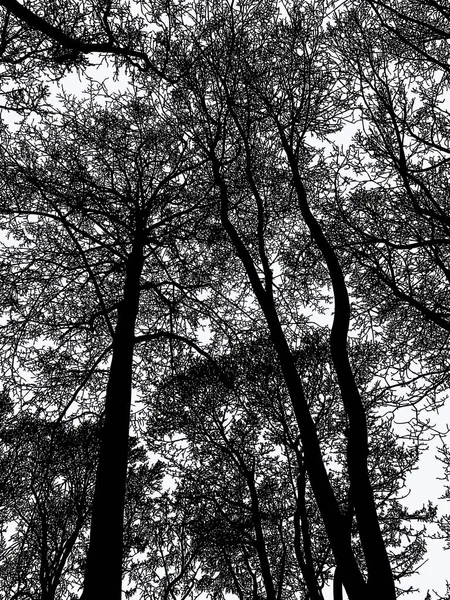 Image Vectorielle Des Silhouettes Des Arbres Dans Jardin Hiver — Image vectorielle