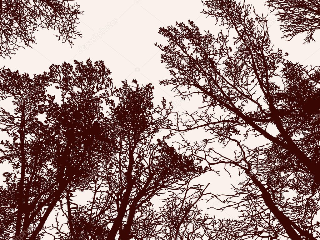 Vector image of silhouettes trees in forest in late autumn
