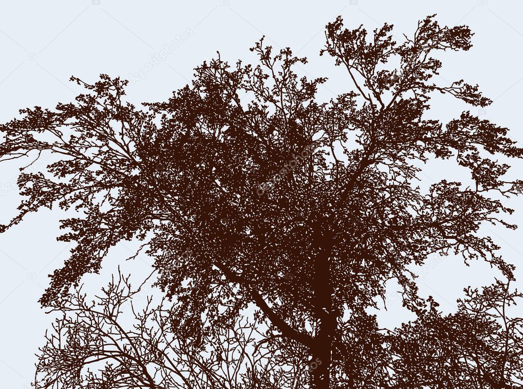 Vector image of silhouette deciduous tree in autumn garden