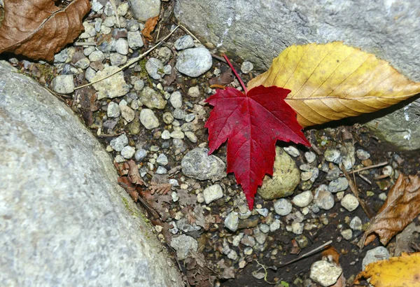 Javorový list v podzimní listí na podzim červené, oranžové a žluté barvy — Stock fotografie