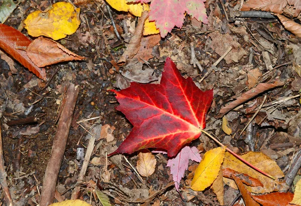枫叶在秋天叶子与红色, 橙色和黄色秋天颜色 — 图库照片