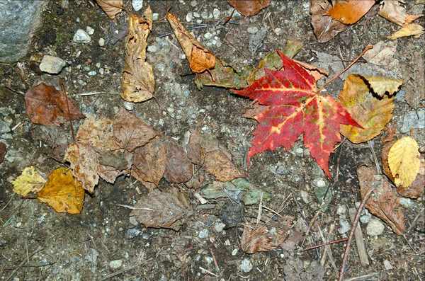 Javorový list v podzimní listí na podzim červené, oranžové a žluté barvy — Stock fotografie