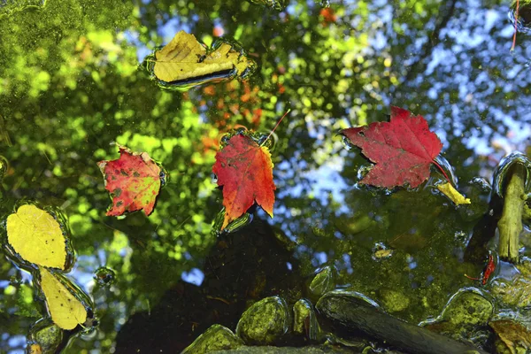 Foglia d'acero con fogliame autunnale con colori autunnali rosso, arancio e giallo negli Adirondacks, Stato di New York — Foto Stock