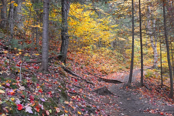 Follaje otoñal con colores de otoño rojo, naranja y amarillo en un bosque del noreste — Foto de Stock