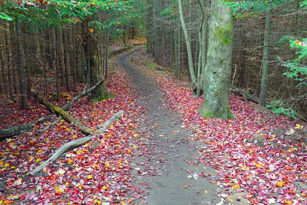 Follaje otoñal con colores de otoño rojo, naranja y amarillo en un bosque del noreste — Foto de Stock