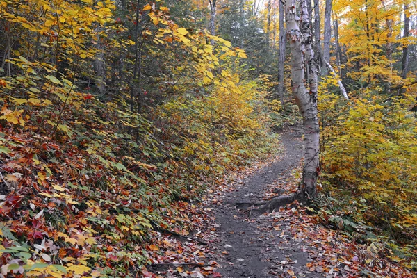 Autumn foliage with red, orange and yellow fall colors in A Northeast forest — Stock Photo, Image