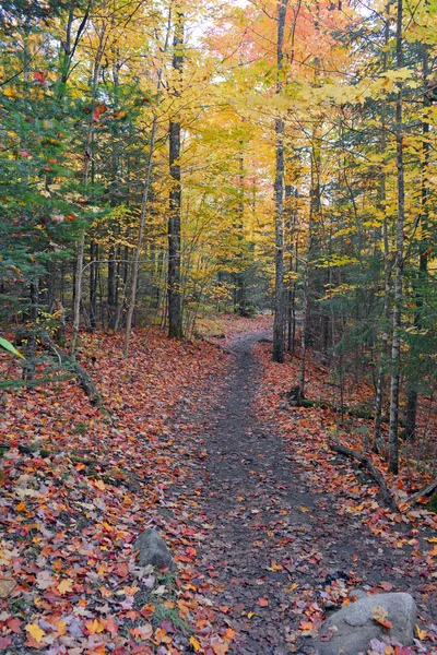 Jesieni, czerwony, pomarańczowy i żółty stać się płatnym kolory w lesie A północno-wschodniej — Zdjęcie stockowe