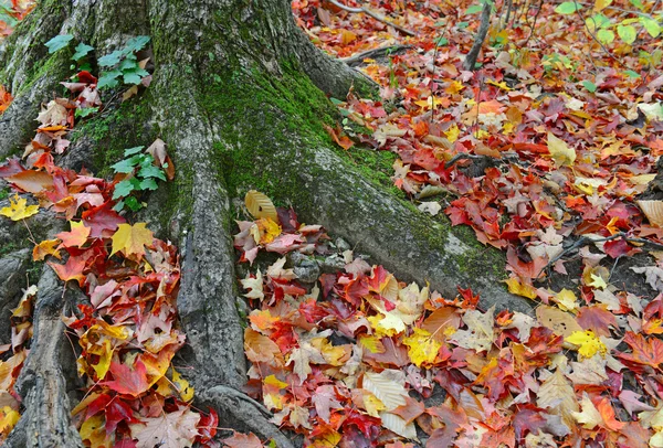 用红、 橙、 黄色秋叶秋天的颜色在东北森林 — 图库照片
