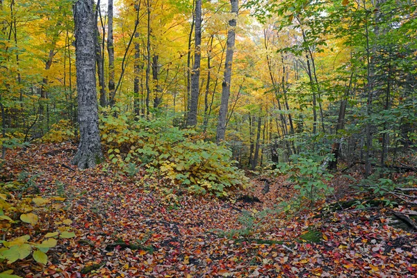 Follaje otoñal con colores de otoño rojo, naranja y amarillo en un bosque del noreste — Foto de Stock