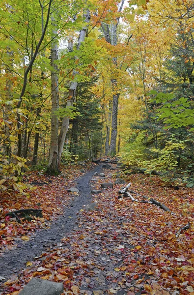 Follaje otoñal con colores de otoño rojo, naranja y amarillo en un bosque del noreste — Foto de Stock