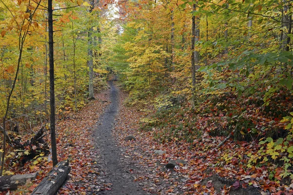 Autumn foliage with red, orange and yellow fall colors in A Northeast forest — Stock Photo, Image