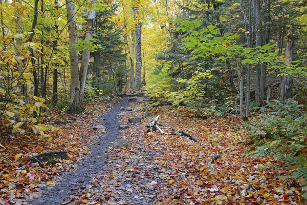 用红、 橙、 黄色秋叶秋天的颜色在东北森林 — 图库照片