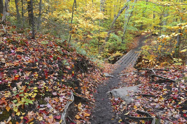 Follaje otoñal con colores de otoño rojo, naranja y amarillo en un bosque del noreste — Foto de Stock