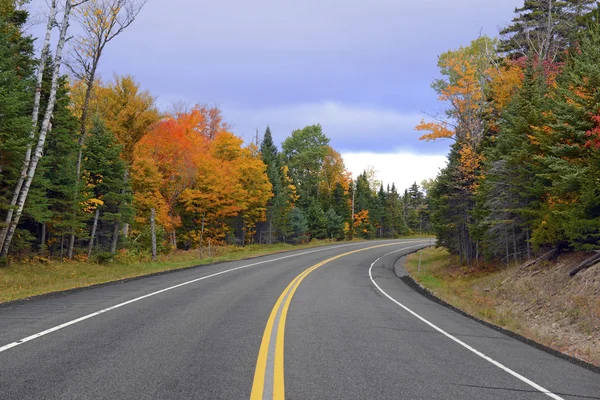 Herbstlaub mit roten, orangen und gelben Herbstfarben in einem nordöstlichen Wald — Stockfoto