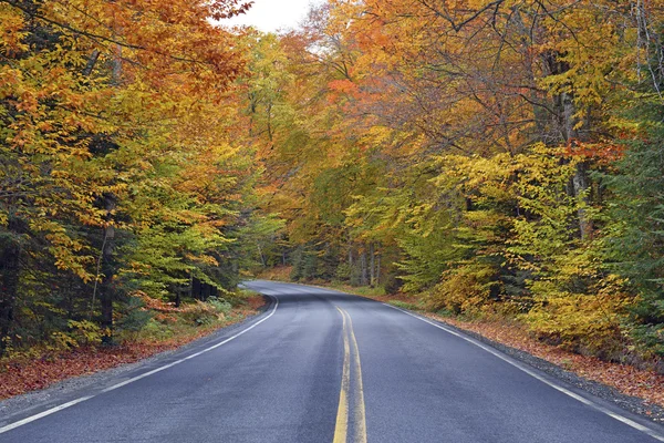 Autumn foliage with red, orange and yellow fall colors in A Northeast forest — Stock Photo, Image