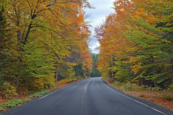 Őszi lombozat, piros, narancs és sárga színek A Northeast erdő esik — Stock Fotó