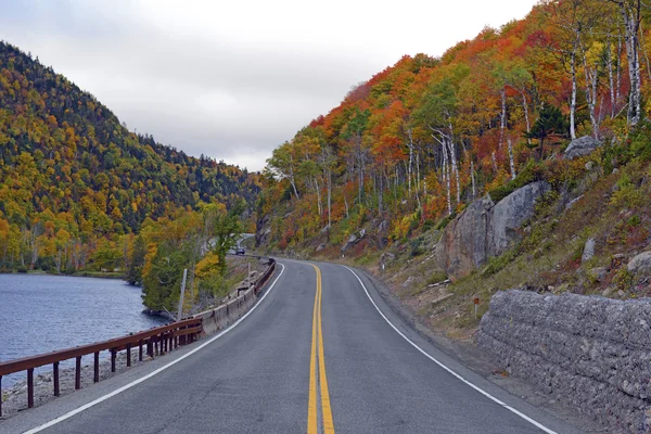 Herbstlaub mit roten, orangen und gelben Herbstfarben in einem nordöstlichen Wald — Stockfoto