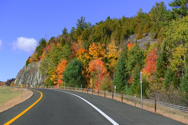 Autumn foliage with red, orange and yellow fall colors in A Northeast forest — Stock Photo, Image