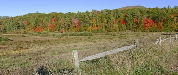 Fogliame autunnale con colori autunnali rossi, arancioni e gialli in una foresta del nord-est — Foto Stock