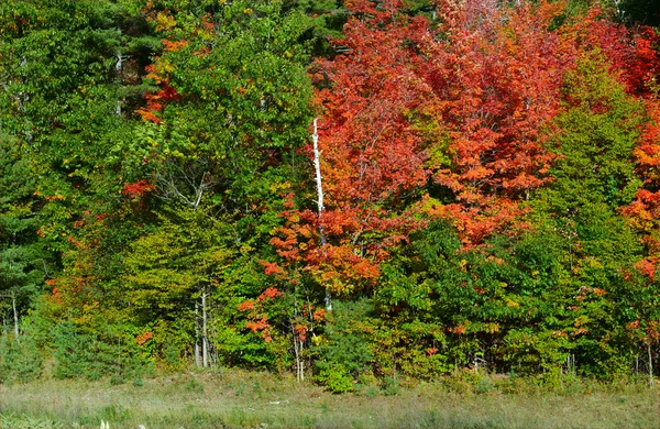 赤、オレンジ、黄色の紅葉秋 A 北東森林の色 — ストック写真