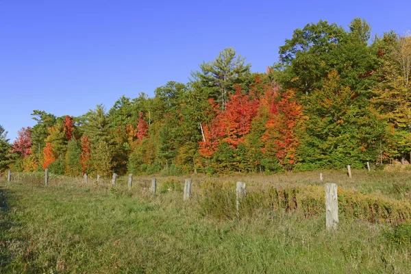 Follaje otoñal con colores de otoño rojo, naranja y amarillo en un bosque del noreste — Foto de Stock