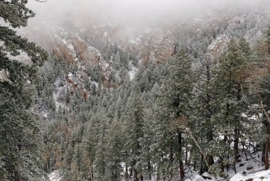 Alp orman manzara kar, Sandia dağlar, New Mexico, ABD ile canlı renkler
