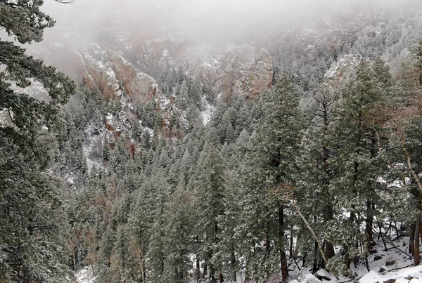 Alp orman manzara kar, Sandia dağlar, New Mexico, ABD ile canlı renkler