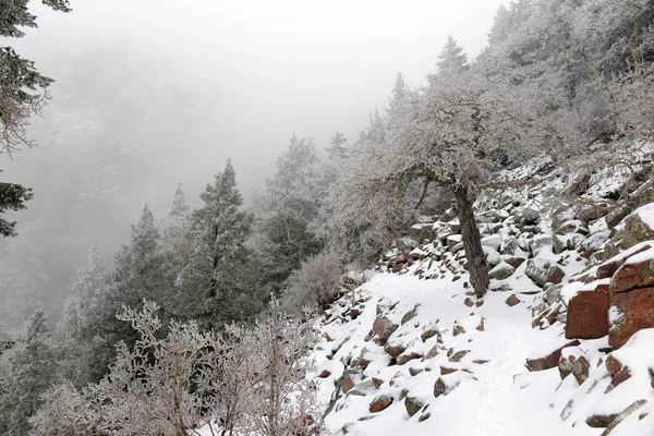 Vibrant colors of Alpine forest landscape with snow, Sandia Mountains, New Mexico, USA — Stock Photo, Image