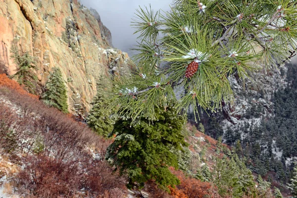 Colores vibrantes del paisaje del bosque alpino con nieve, Montañas Sandia, Nuevo México, EE.UU. — Foto de Stock