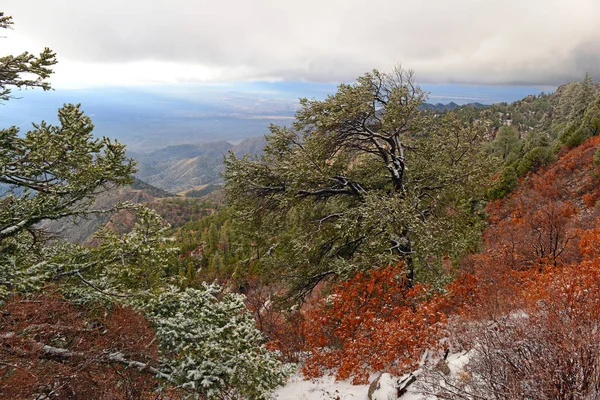 Zářivé barvy alpskou lesní krajiny s sníh, hory Sandia, Nové Mexiko, Usa — Stock fotografie