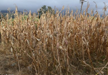 Meksika çiftlik kurutulmuş Mısır veya Mısır bitkilerde